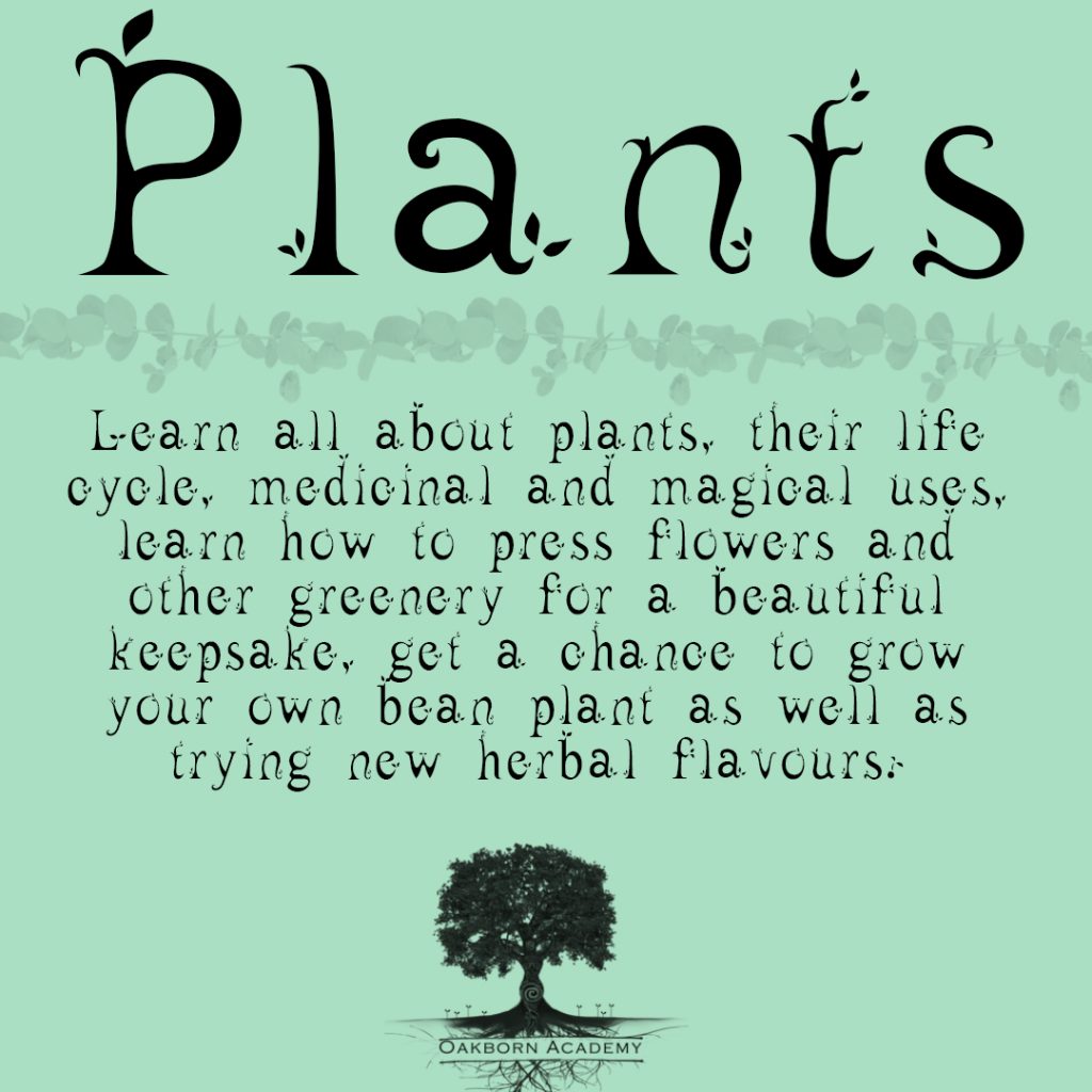 Plants Week- Sprouts Lesson Plan – Oakborn & Co.